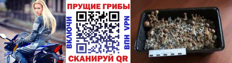 Псилоцибиновые грибы Psilocybine cubensis  наркотики  Лесозаводск 